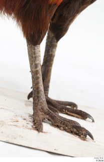 Pheasant  2 leg 0011.jpg